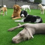 Dogs / Pet Package